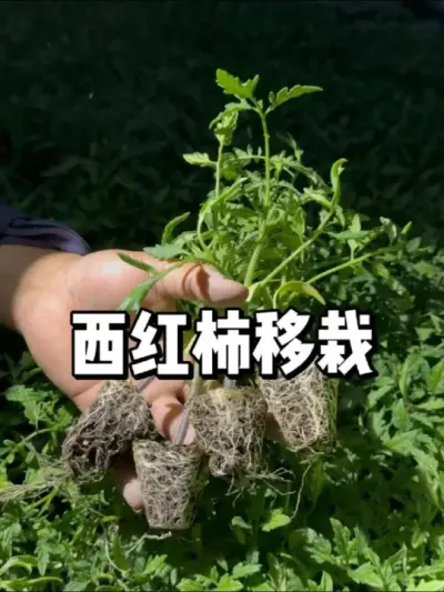 西红柿移栽和管理，露天番茄什么时候种植 #三农 #种菜 #种植