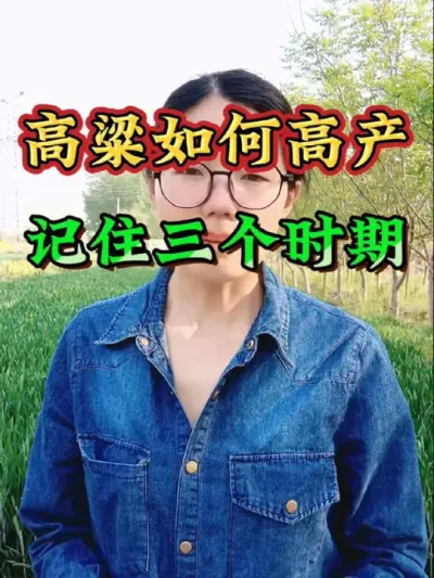 高粱如何高产？把握住这三个关键时期#高粱种植 #高粱高产技术#高粱#三农 #农业