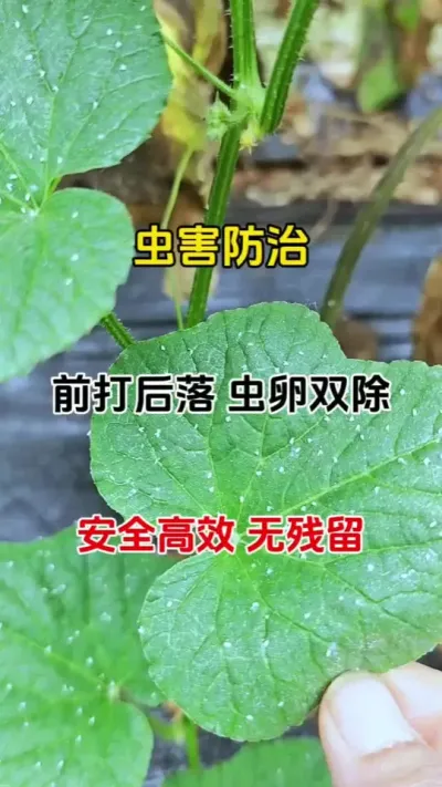 虫害防治最佳配方#防虫小妙招 #病虫害防治 #番茄种植 #农业种植