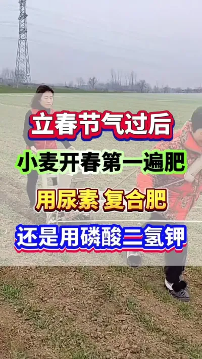 立春节气过后，小麦开春第一遍肥，用尿素复合肥好？还是用磷酸二氢钾好？#小麦种植 #小麦高产 #小麦施肥 #小麦种植管理技术