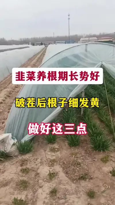 韭菜养根期长势好，破茬后根子细发黄，做好这三点。#韭菜养根 #韭菜养根期管理 #韭菜管理 #韭菜种植 #种韭菜