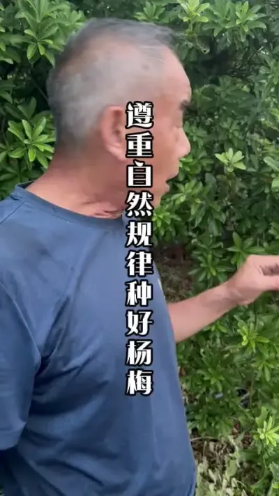 合理利用中微量元素，调控树势 #杨梅树种植  #杨梅管理 #来抖音学农技 #田间地头实操干货 #春耕农技知识