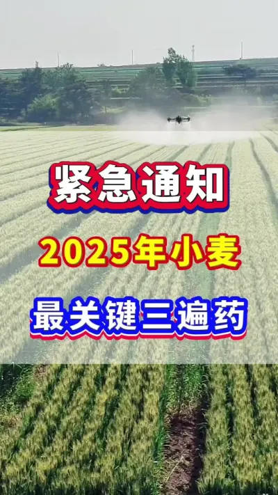 紧急通知！2025年小麦最关键的三遍药！#小麦种植 #小麦高产 #小麦追肥 #小麦种植管理技术