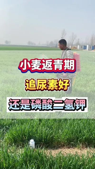 小麦返青期追尿素好？还是用磷酸二氢钾好？#小麦种植 #小麦高产 #小麦追肥 #小麦种植管理技术