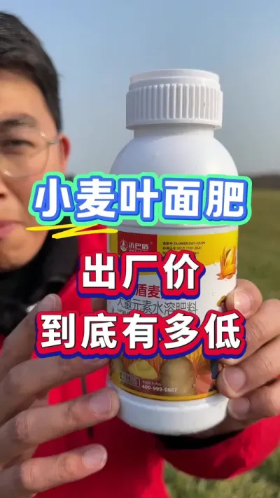 小麦叶面肥，厂家直销，价格实惠效果好！ #小麦种植 #小麦高产 #小麦管理 #小麦叶面肥