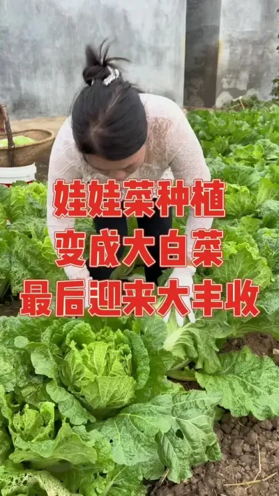 种娃娃菜却长得异常的大，眼尖的网友纷纷表示就是大白菜，呜呜呜😭辛苦几个月种植却不对版，还被不明生物挖空心，几经周折后最终迎来大丰收 #娃娃菜 #大白菜 #种植小技巧 #强迫症治愈系 #丰收的喜悦