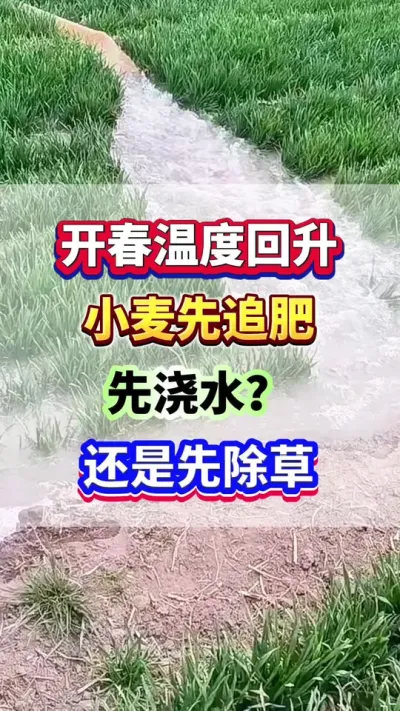 开春温度回升，小麦先追肥，先浇水？还是先除草？#小麦种植  #小麦高产  #小麦追肥  #小麦种植管理技术  #增产增收