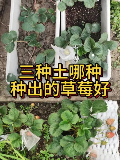 三种不同的土里种上草莓 28天后表现出来不一样的状态。你来评评看，堆肥的土、醋渣土、田园土哪个栽草莓更好#盆栽草莓 #种草莓 #种植小技巧 #阳台种菜 #种草莓的方法
