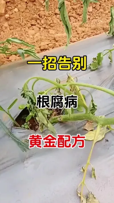 一招搞定，根腐病，黄金配方#根腐病怎么治 #根腐病防治 #番茄种植