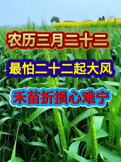 农历三月二十二起大风禾苗折损心难宁 #农业谚语 #农业种植 #服务三农支持三农 #农谚 #分享农业知识帮农民增产增收