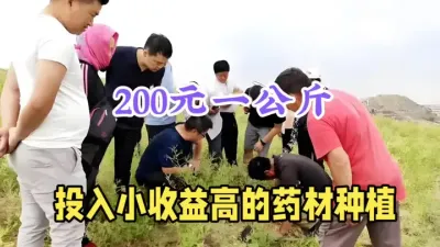 最高1公斤330元，亩收入高达6万元，价格一直在高位运行 #农业种植致富项目 #药材种植 #支持三农扶持三农发展 #农村创业 #新农人计划