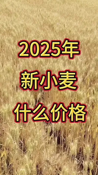 2025年小麦什么价格#小麦 #小麦价格 #小麦收割机