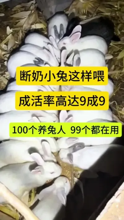 断奶小兔这样喂成活率高达9成9，学会养兔不求人#科学养兔 #兔子 #养兔人 #散养兔 #肉兔养殖