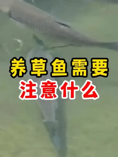 草鱼养殖要注意什么 #水产养殖 #养殖 #农村 #鱼 #四大家鱼养殖