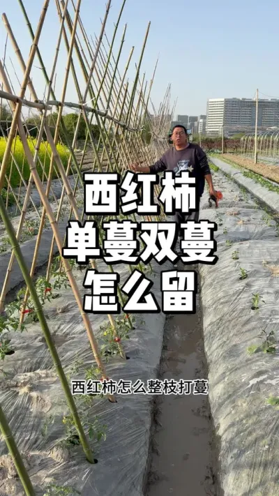 种西红柿留单蔓还是双蔓 