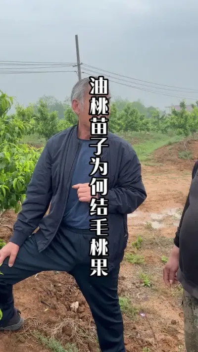 油桃苗子，为什么结毛桃果！买苗子还是要擦亮眼！ #油桃树苗 #桃树管理 #桃树种植 #田间地头实操干货 #来抖音学农技