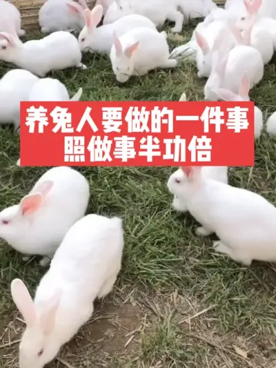 元旦以后，养兔人一定要做的一件事，照做事半功倍 #兔子#三农#养殖#养兔人