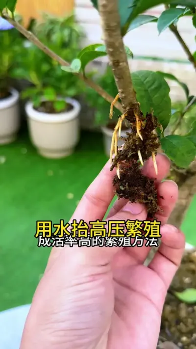 你有没有试过这种高压方法？简单成活率高， #花卉绿植 #种植小技巧 #养花小知识