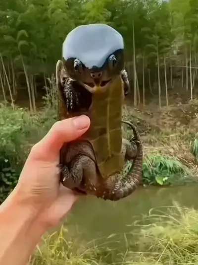 分享科普15种宠物龟龟，看看你认识几种（价格仅供参考） #龟龟🐢 #科普 #涨知识