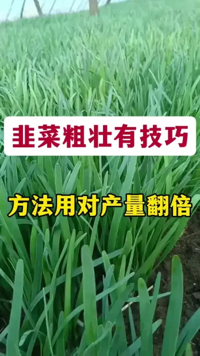 韭菜粗壮有技巧，方法用对，产量翻倍。#韭菜高产 #韭菜管理 #韭菜种植 #韭菜施什么肥根粗 #种韭菜