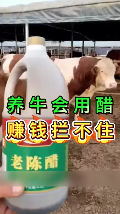 养牛会用醋赚钱拦不住#养牛人#三农#养牛#养殖