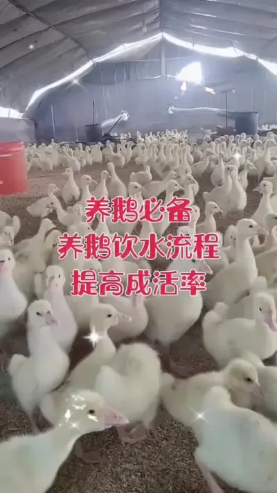 #养鹅技术分享 #科学养鹅 #养鹅人 #养殖人加油