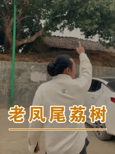 爷爷辈的凤尾荔老树#广西灵山荔枝果苗#农业创业#抖音新农人计划2025#吕老师种果苗