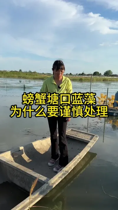 螃蟹塘口处理蓝藻为什么要谨慎！！！ #渔多多养殖模式 #三农 #水产养殖技术 #新农人计划2025