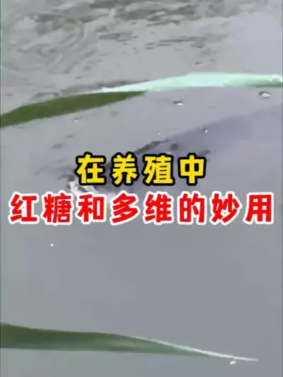 养鱼的小妙招你知道吗 #水产养殖 #养鱼 #四大家鱼养殖 #农村 #养殖