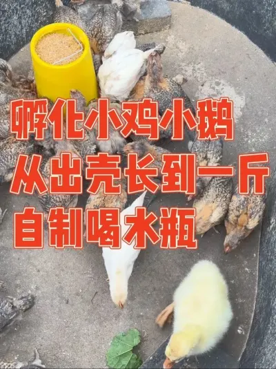 媳妇用水箱孵化小鸡和小鹅，最后只成功了一半，不死心又去超市领养了三十只，还给它们自制了喝水神器，却被老公吐槽难养活，在老公的帮助下成功喂养到了每只一斤，媳妇乐得合不拢嘴 记录小鸡小鹅喂养全过程#孵小鸡