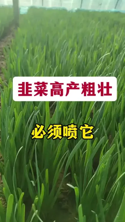 韭菜高产粗壮，必须喷它。#韭菜种植 #韭菜变粗的秘诀 #韭菜种植方法 #韭菜施什么肥根粗 #韭菜管理