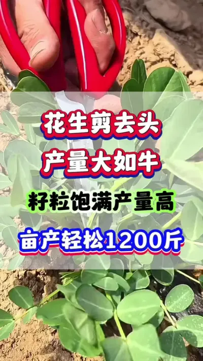 花生剪去头，产量大如牛！ #花生种植 #花生高产 #花生种植管理技术 #花生施肥