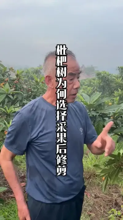 生理习性是第一要素，什么是钓鱼枝。 #枇杷种植 #枇杷树 #来抖音学农技 #田间地头实操干货 #春耕农技知识