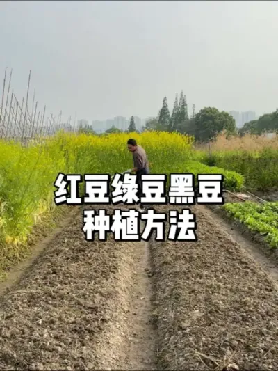 红豆绿豆黑豆种植方法，什么时候种植 