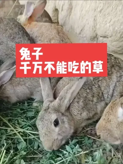 兔子千万不能吃的草 #兔子#三农#养殖#养兔#养兔人
