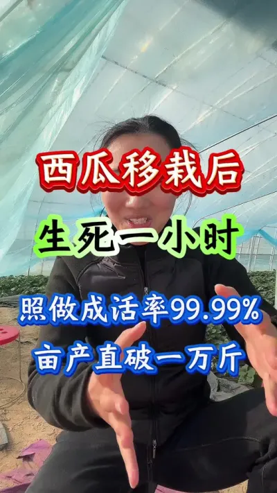 西瓜种植 西瓜苗移栽后生死一小时照做成活率99.99%亩产直破一万斤#西瓜种植 #西瓜管理 #西瓜生根