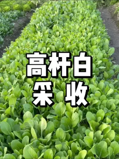 高杆白菜采收，一种鲜度比较高的小白菜 