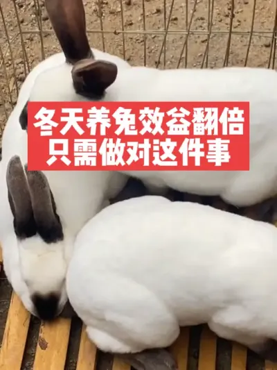 冬天养兔效益翻倍，只需做对这件事 #兔子#养殖#三农#养兔人
