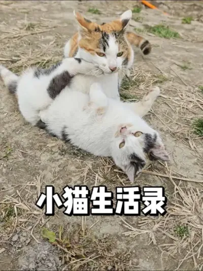二只小猫快乐的生活 #三农 #萌宠 #田园小萌宠 #三花猫