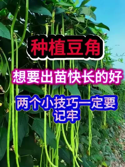 种植豆角想要出苗快长的好这两个小技巧一定要记牢 #豆角种植 #豆角种植技术 #农业种植 #种植小技巧 #分享农业知识帮农民增产增收
