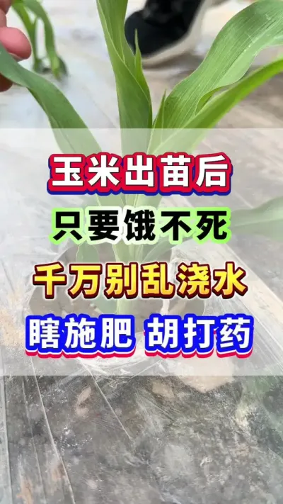 玉米出苗后，只要饿不死，千万别乱浇水，瞎施肥！#玉米种植  #玉米施肥  #玉米浇水 #农业种植 #增产增收