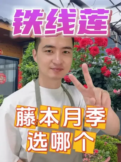 铁线莲和藤本月季，选哪个好呢？ #养花  #铁线莲  #藤本月季