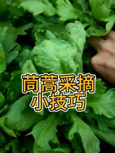 茼蒿采摘小技巧 一个让茼蒿越采越多，越采越嫩的方法#种植小技巧 #自己种的纯天然的绿色蔬菜 #采摘采摘啦 #阳台种菜 #茼蒿