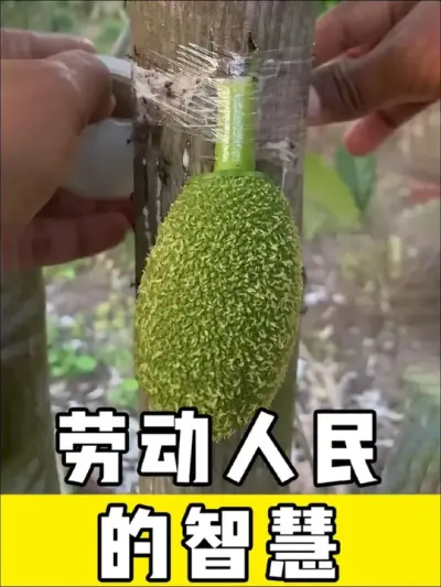 #劳动人民的智慧 #三农 #农民 #生活小妙招 #实用小技巧