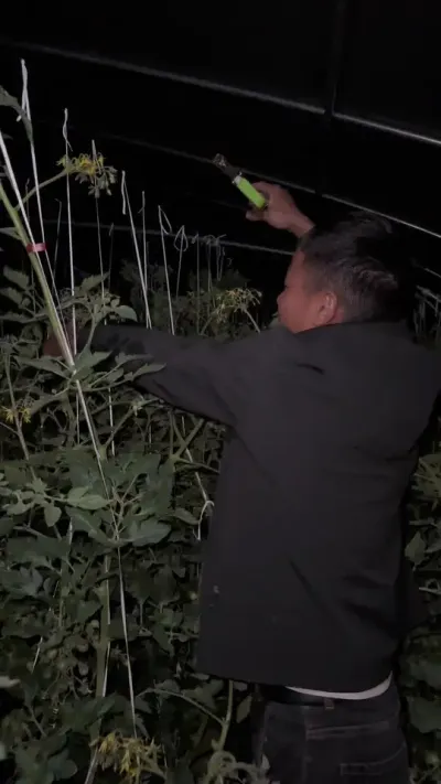 可能很多朋友会问我，为什么还要坚持做农业？其实我也不知道，做农业真的很累！你们有答案吗？#返乡创业新农人 #记录我的种植生活