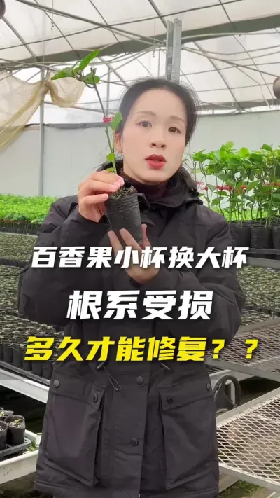 想要小杯苗换大杯的果友们注意了！#百香果 #百香果种植技术 #抖音助农