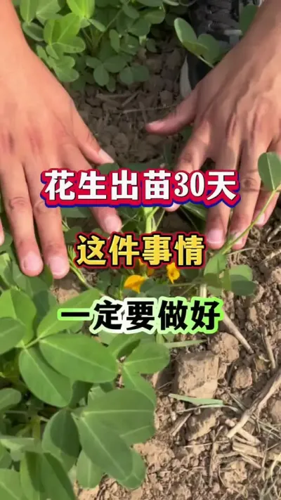 花生出苗30天，这件事情一定要做好！#花生种植  #花生高产  #花生种植管理技术  #花生施肥#增产增收