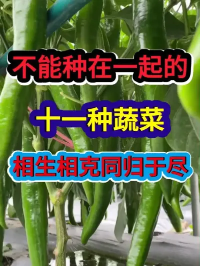 不能种在一起的十一种蔬菜相生相克同归于尽 #蔬菜种植 #农业种植 #茄子种植 #蔬菜种植种菜小技巧 #服务三农支持三农
