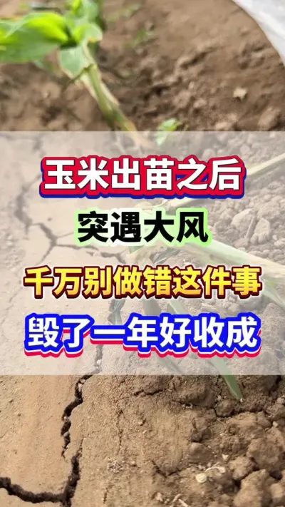 玉米出苗之后，突遇大风天气，千万别做错这件事，毁了一年好收成！#玉米种植  #玉米高产  #玉米种植管理技术 #玉米施肥