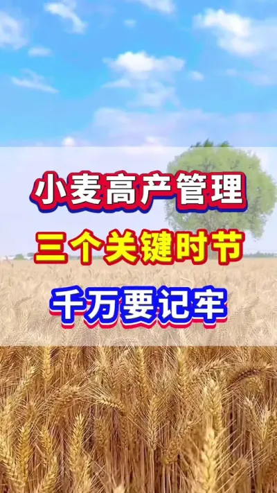 小麦高产管理三个关键时节，千万要牢记！#小麦种植  #小麦高产 #小麦种植管理技术